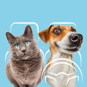 FORMATION TAV CHAT ET CHIEN • en visioconférence le 05-06-2024