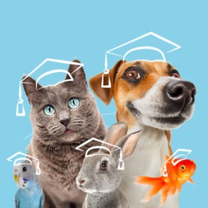 FORMATION ACACED CHIEN, CHAT ET NAC • En visio du 19-02-2024 au 21-02-2024