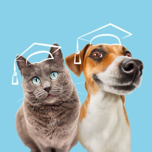 COMPLÉTER MA FORMATION ACACED CHAT OU CHIEN
