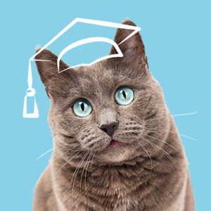 FORMATION ACACED CHAT • Bordeaux du 05-09-2023 au 06-09-2023