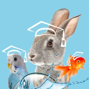 FORMATION ACACED NAC • En visio du 04-07-2024 au 05-07-2024