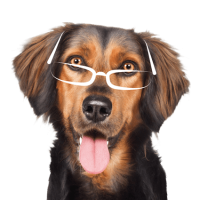 formation-acaced-chat-chien-cpf-10