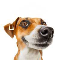 formation-acaced-chat-chien-cpf-11