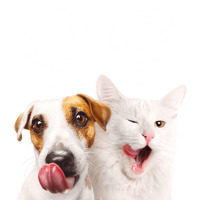 formation-acaced-chat-chien-cpf-12