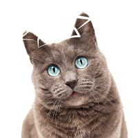 formation-acaced-chat-chien-cpf-2