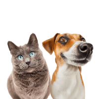 formation-acaced-chat-chien-cpf-3