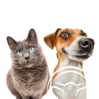 formation-acaced-chat-chien-cpf-4