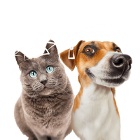 formation-acaced-chat-chien-cpf-6