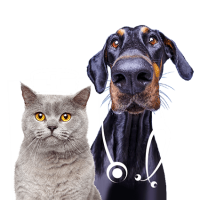formation-acaced-chat-chien-cpf-7
