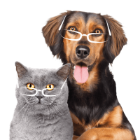formation-acaced-chat-chien-cpf-8