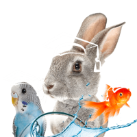 formation-acaced-chat-chien-cpf